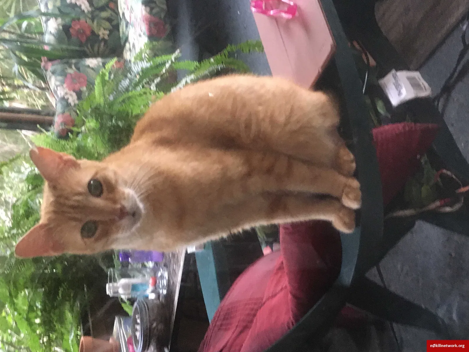 Lost cat in Port Orange, FL, 32127