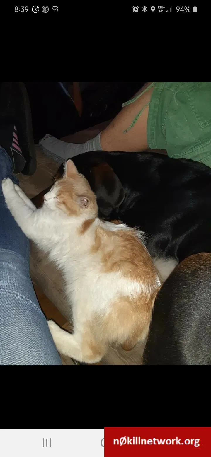 Lost cat in Topeka, KS, 66616