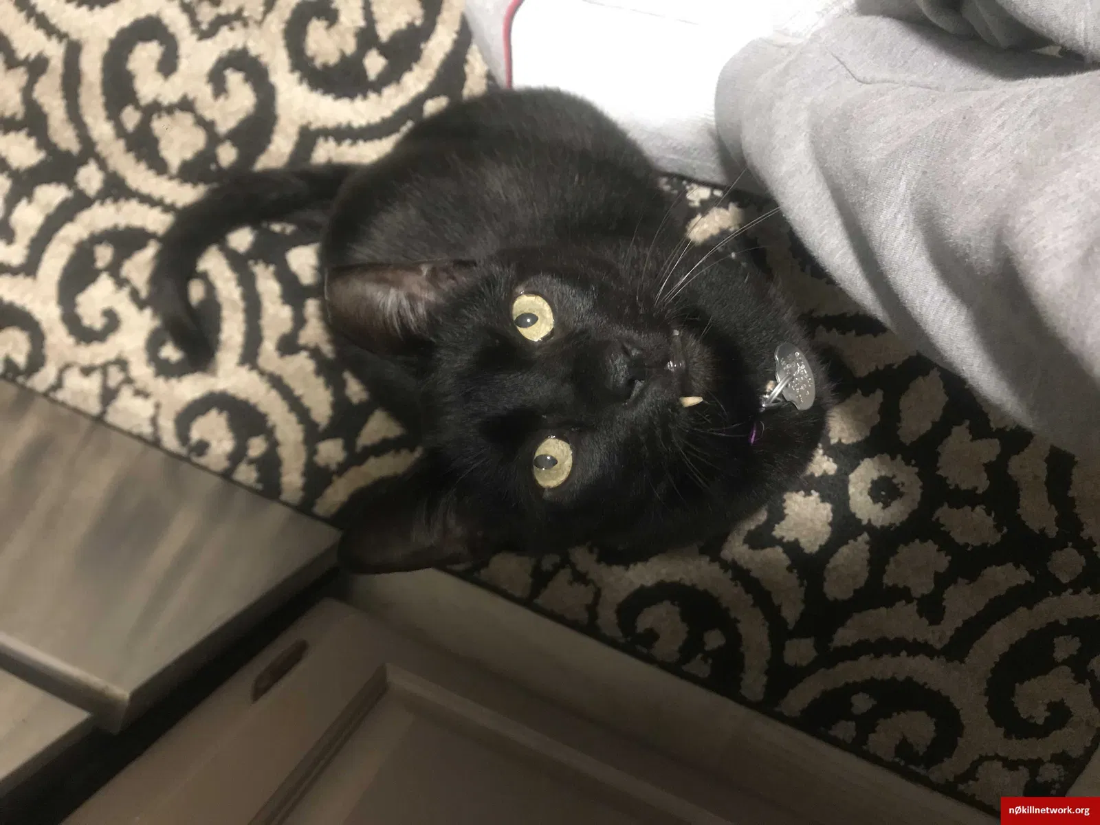 Lost cat in Gaithersburg, MD, 20878