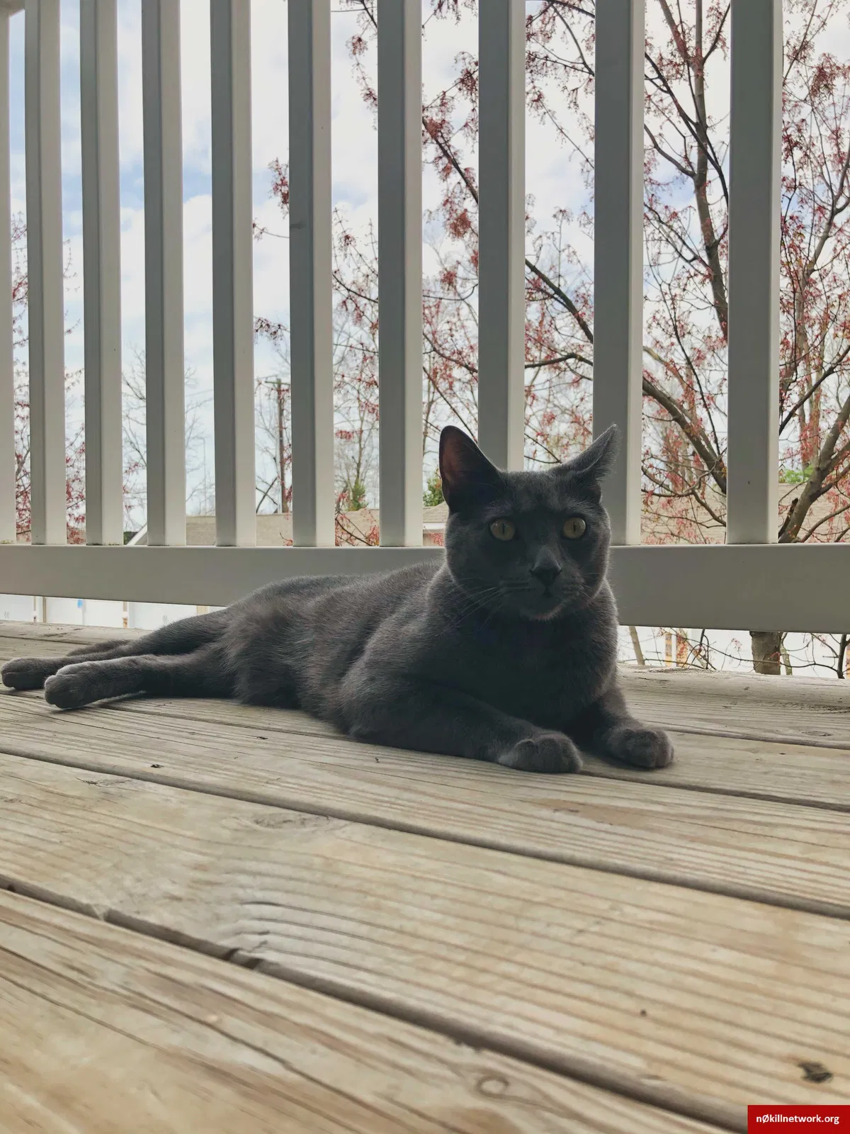 Lost cat in Worcester, MA, 1605