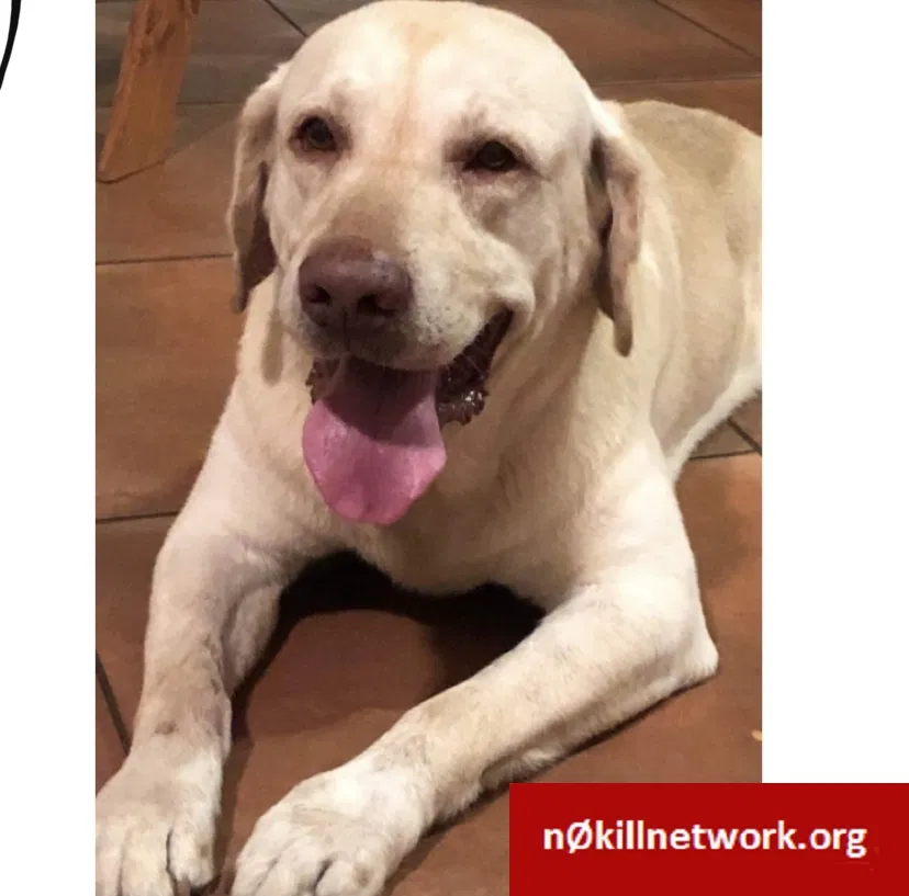 Lost dog in Miami, FL, 33177