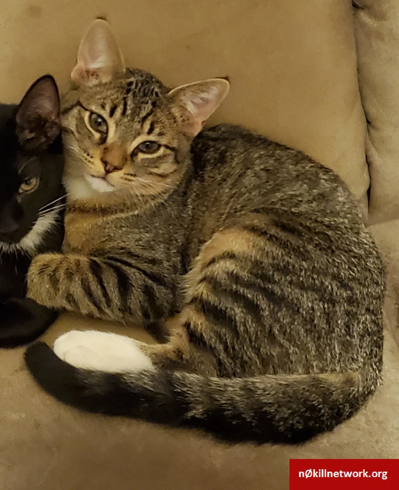 Lost cat in Las Cruces, NM, 88012