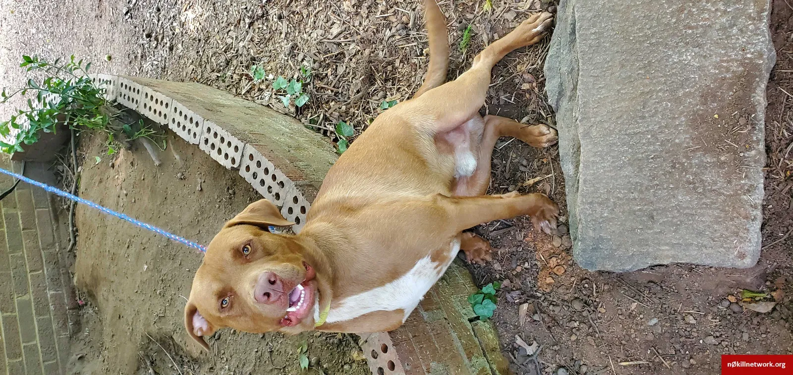 Lost dog in Greensboro, NC, 27405