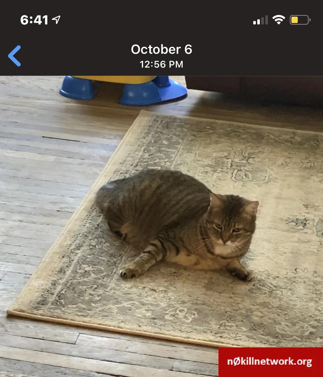 Lost cat in Reading, PA, 19606