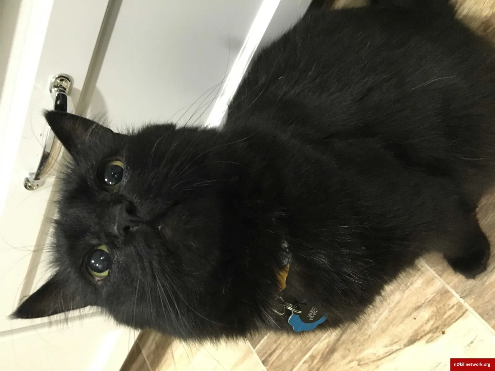 Lost cat in College Station, TX, 77845