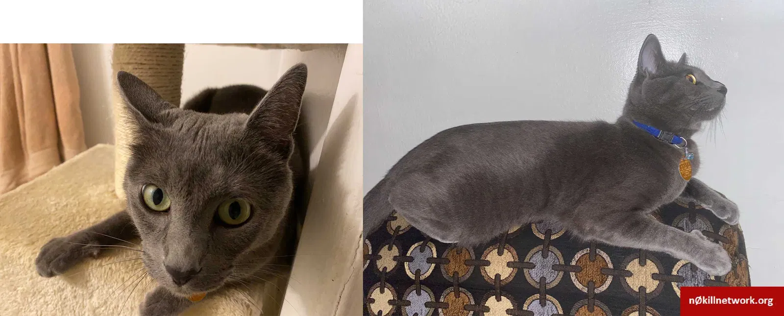 Lost cat in Orlando, FL, 32809