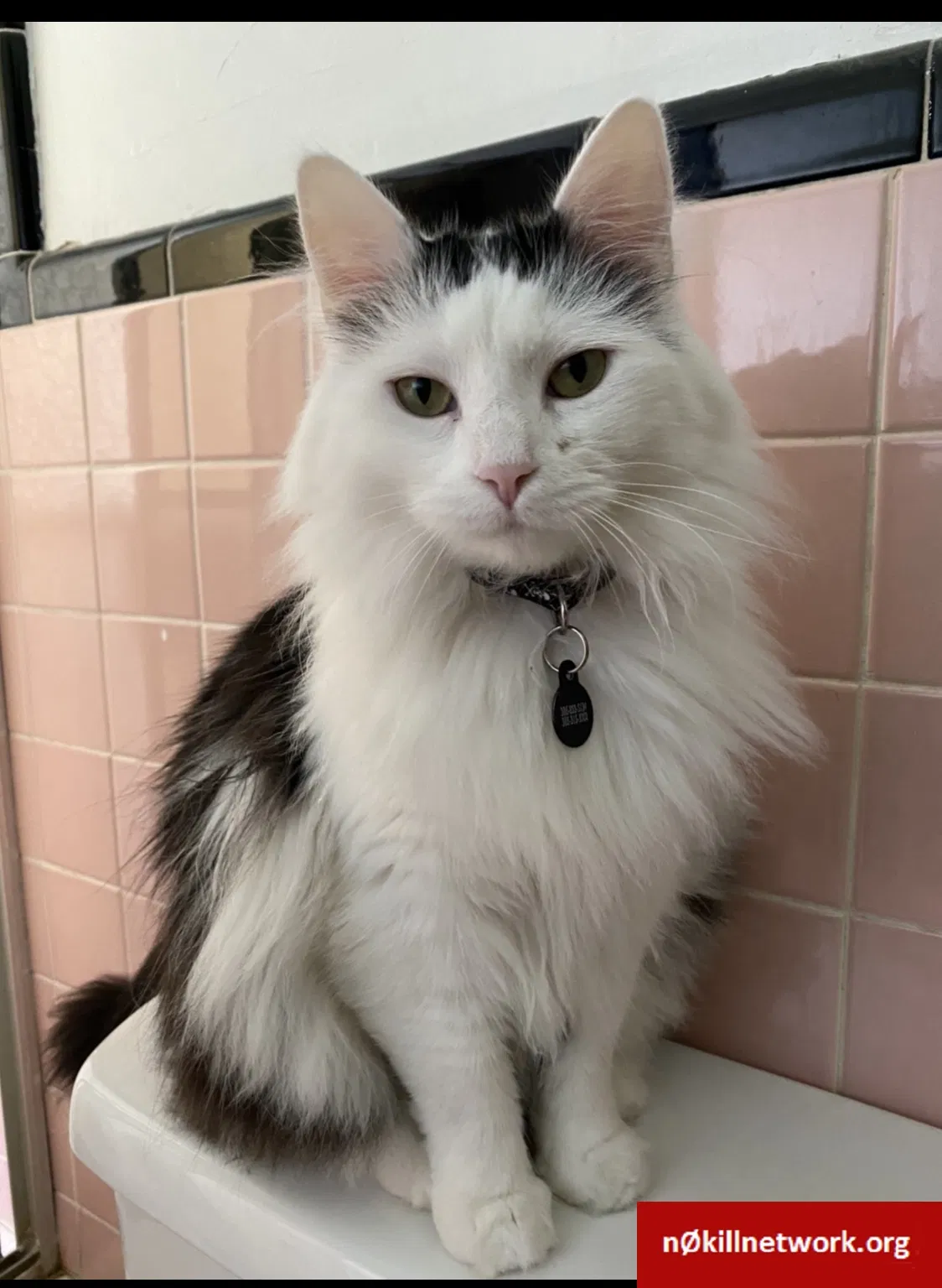 Lost cat in Sanford, FL, 32771