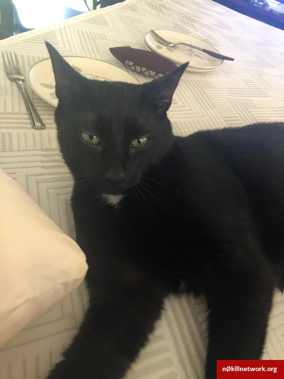 Lost cat in Simpsonville, SC, 29681