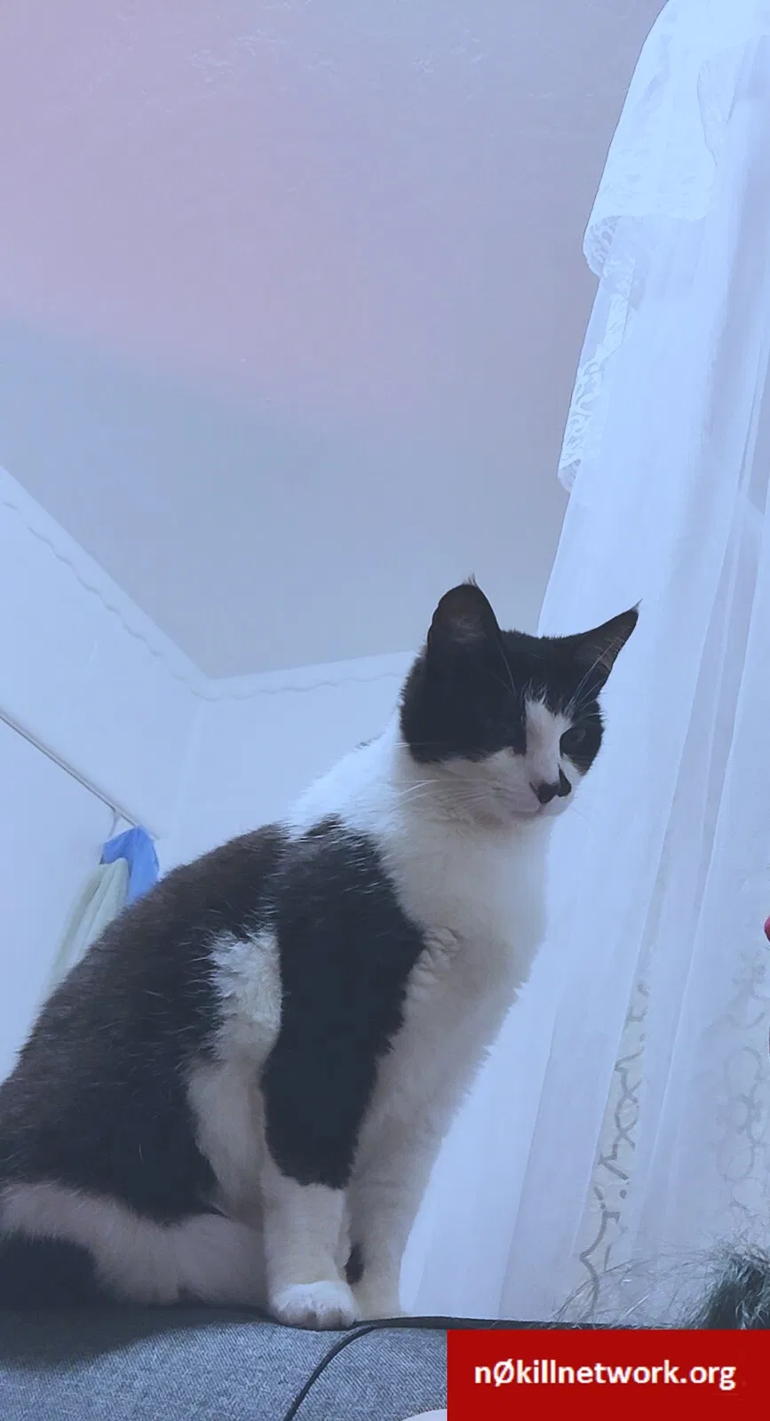 Lost cat in Hayward, CA, 94541