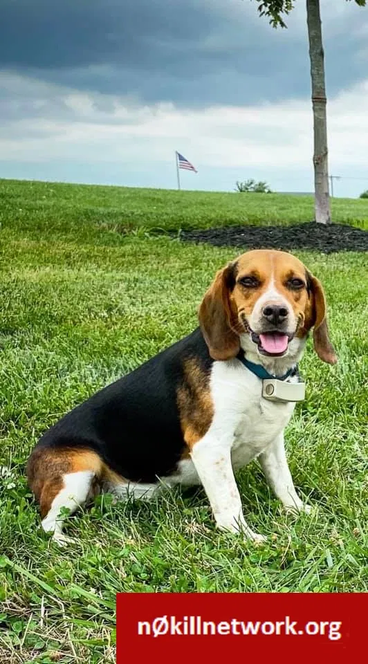 Lost dog in Rockville, IN, 47872