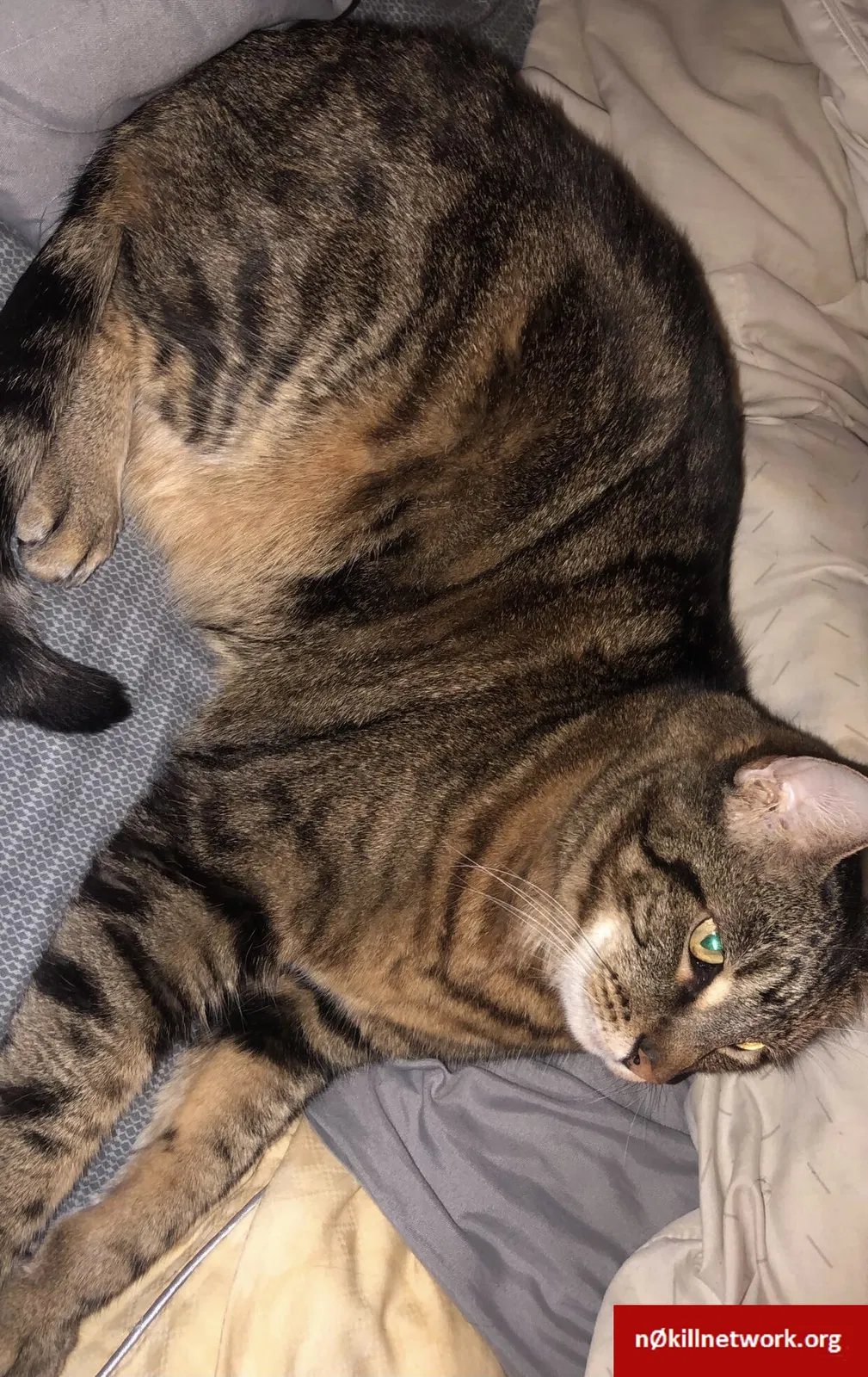 Lost cat in Salem, OR, 97317