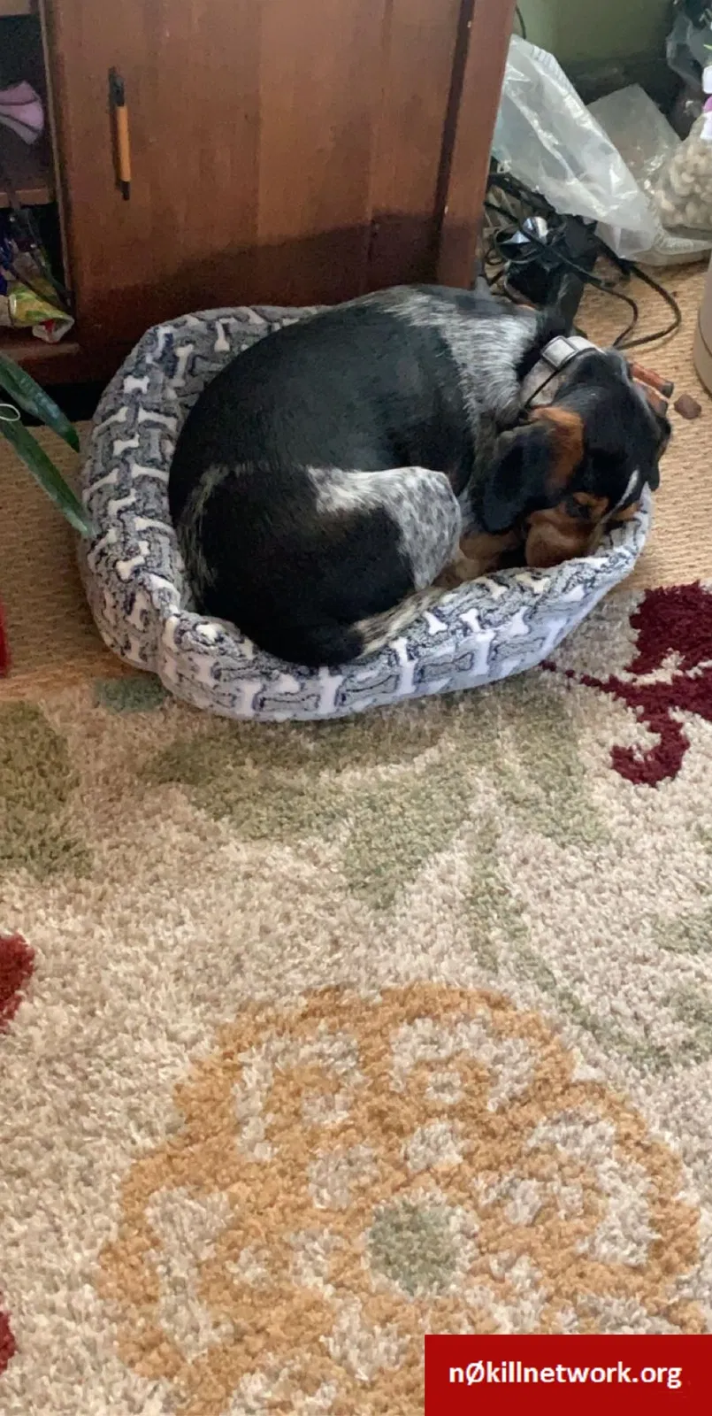 Lost dog in Osseo, WI, 54758
