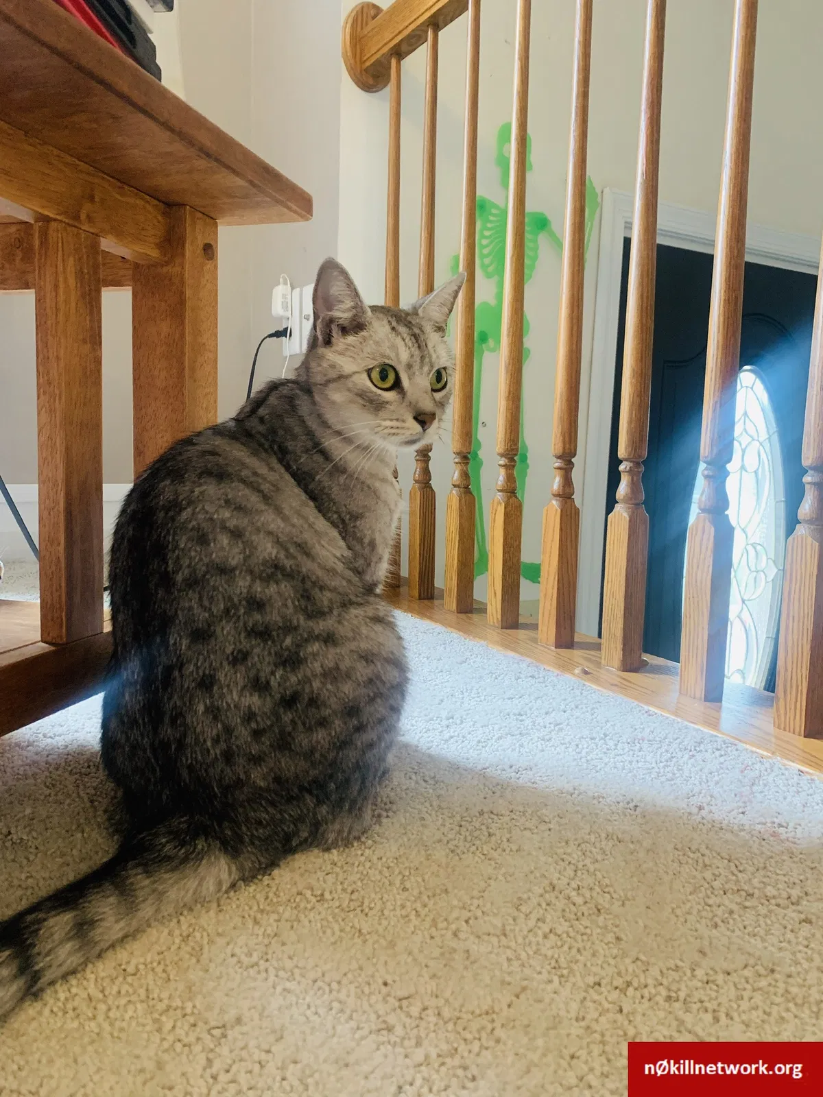 Lost cat in Shippensburg, PA, 17257