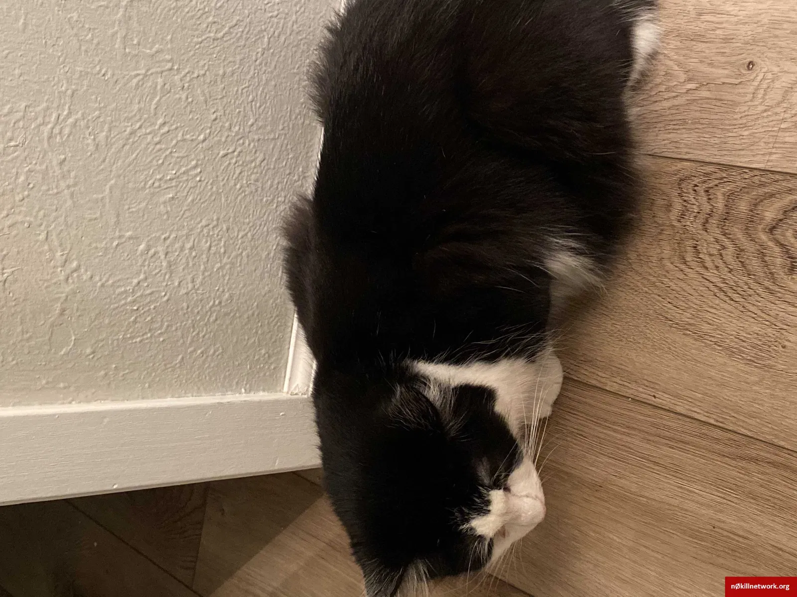 Lost cat in Toledo, OH, 43615