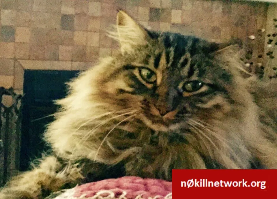 Lost cat in Midland, TX, 79707