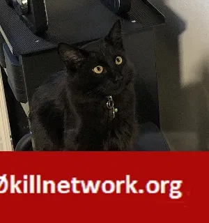 Lost cat in Pleasant Hill, CA, 94523