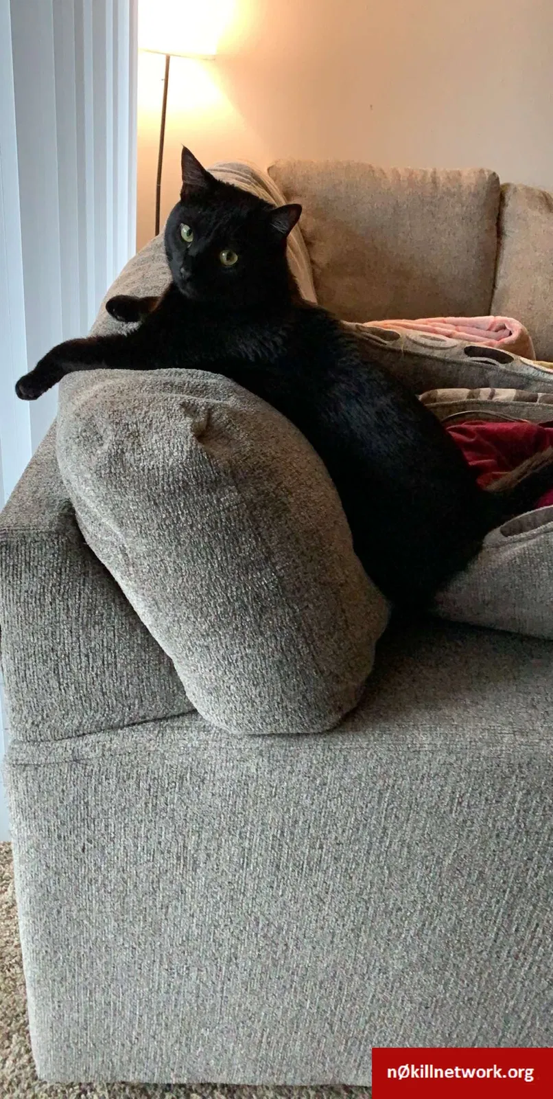 Lost cat in Aurora, CO, 80012