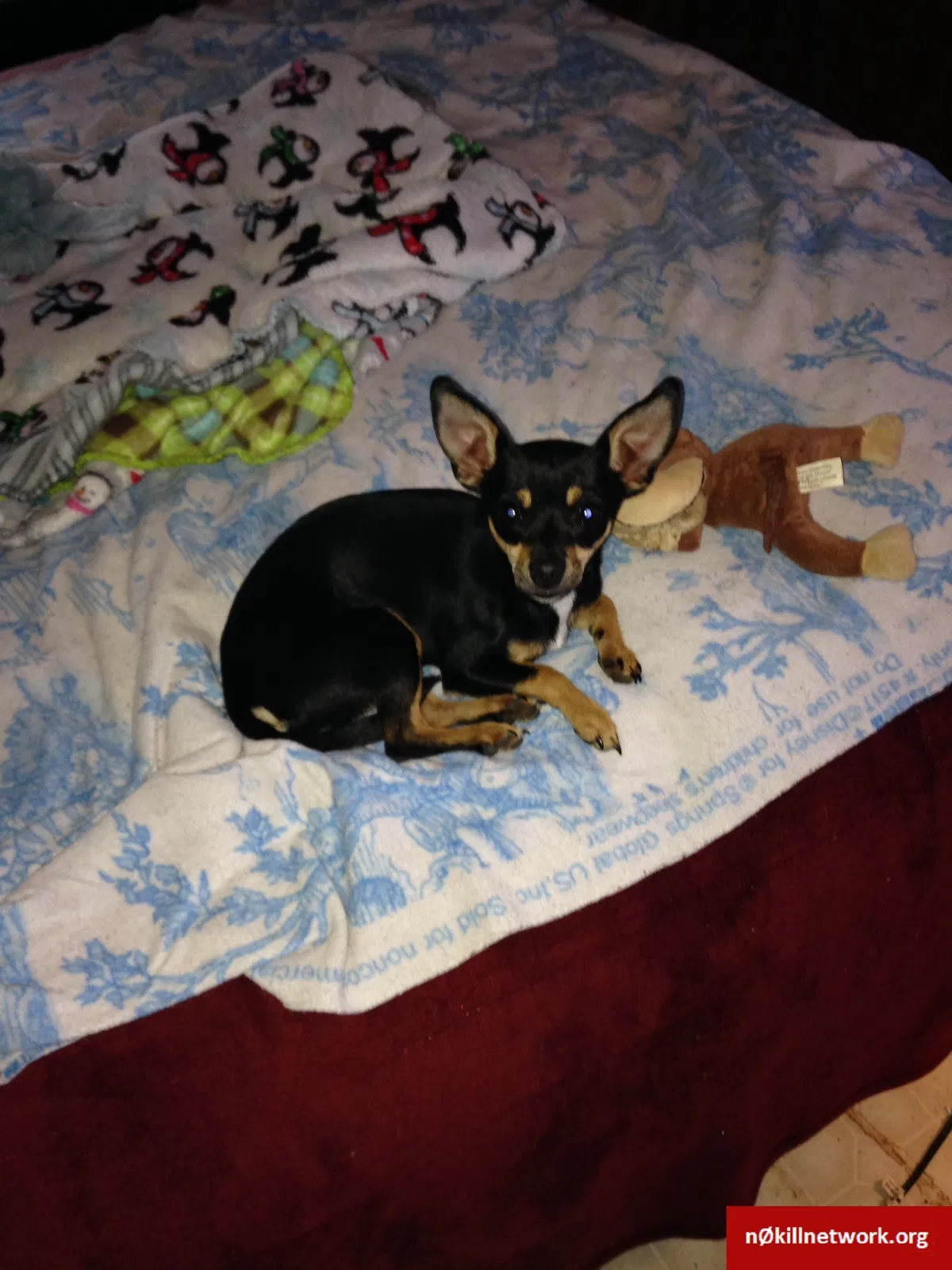 Lost dog in Cleveland, TN, 37311