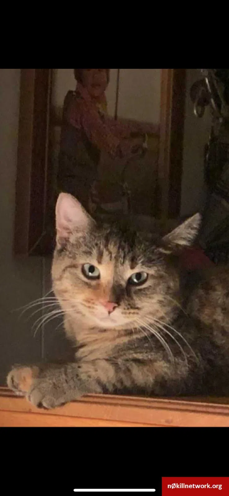 Lost cat in Fredonia, WI, 53021