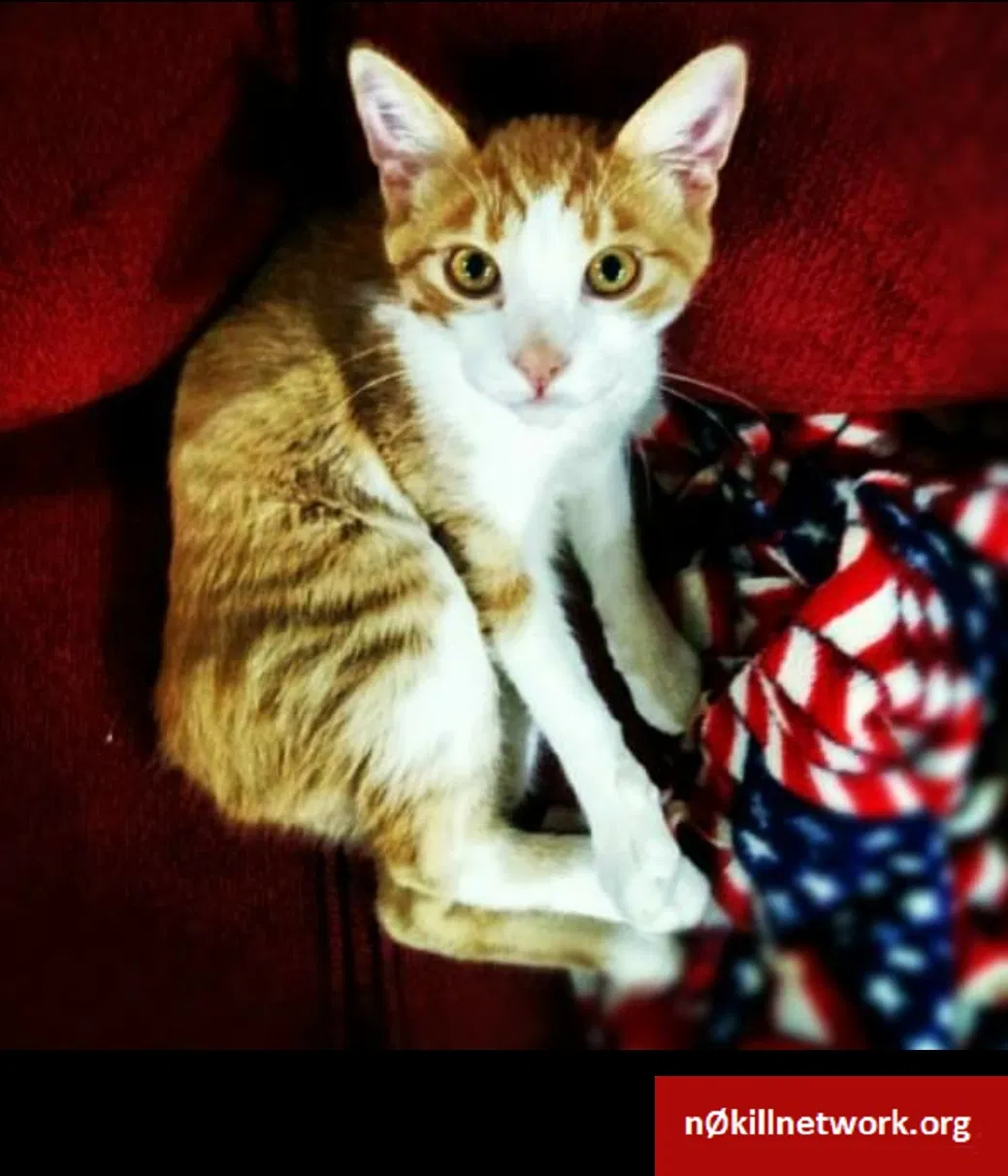 Lost cat in Modesto, CA, 95355