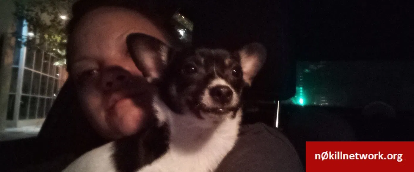 Lost dog in Sacramento, CA, 95821