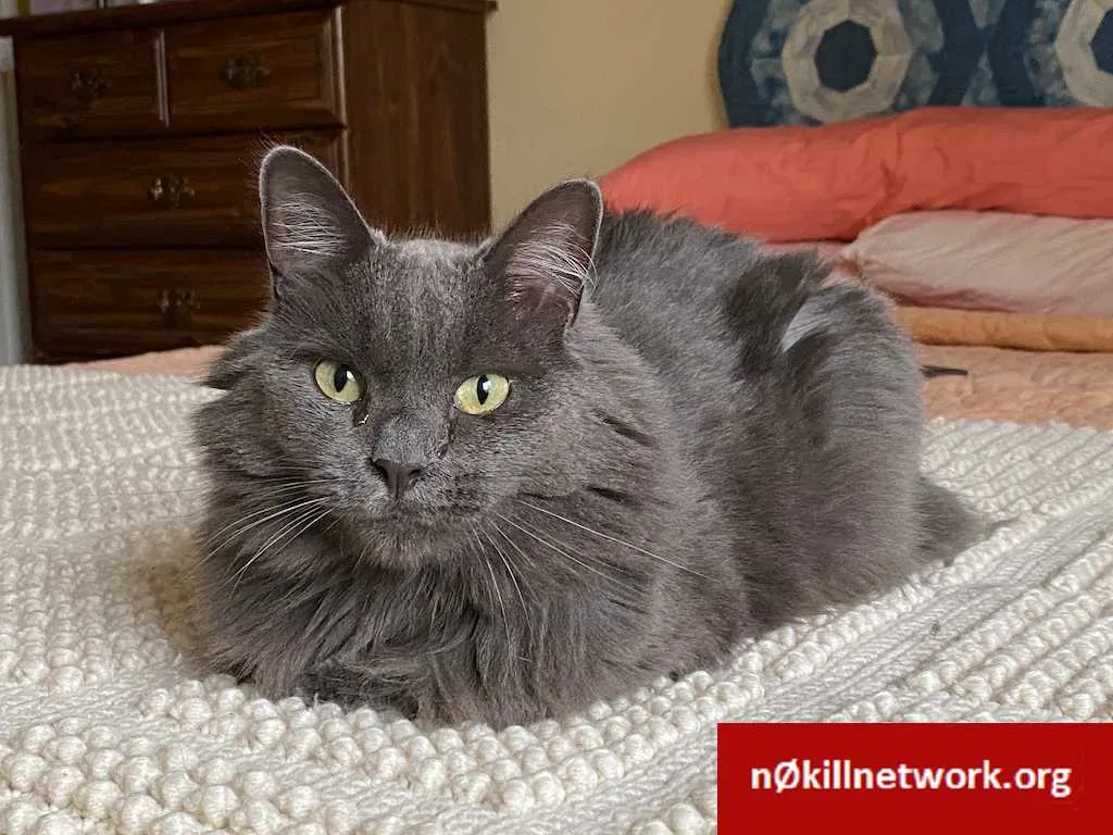 Lost cat in Orlando, FL, 32806