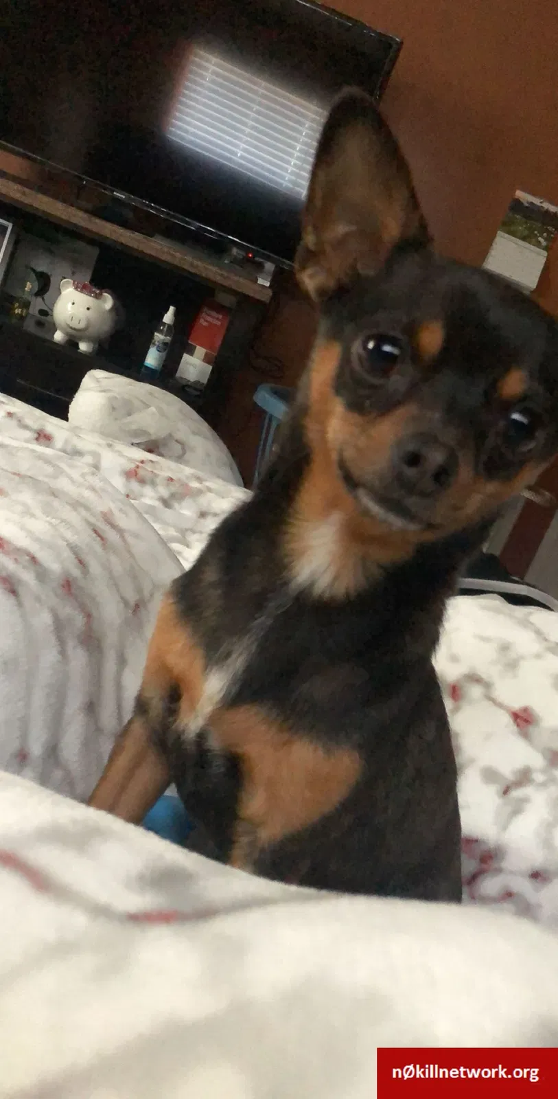 Lost dog in Tulsa, OK, 74129