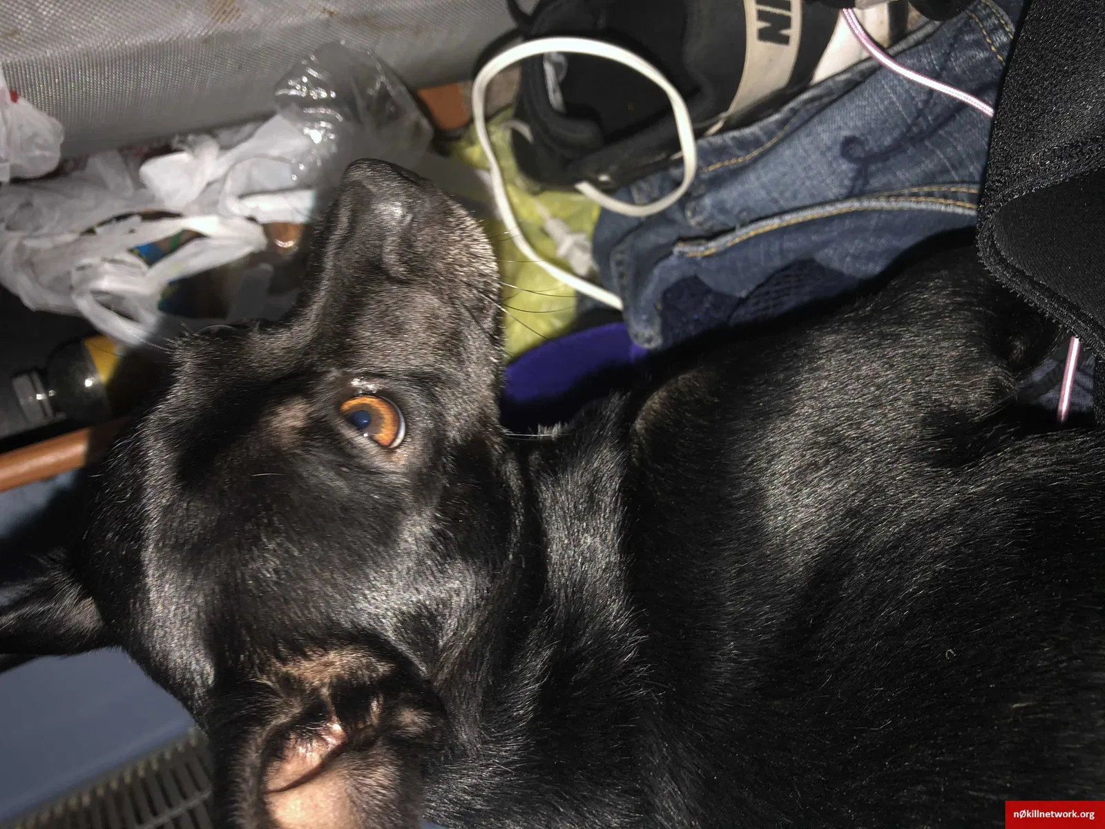 Lost dog in Columbus, OH, 43223