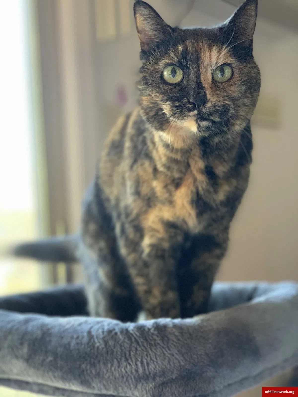 Lost cat in Indianapolis, IN, 46220