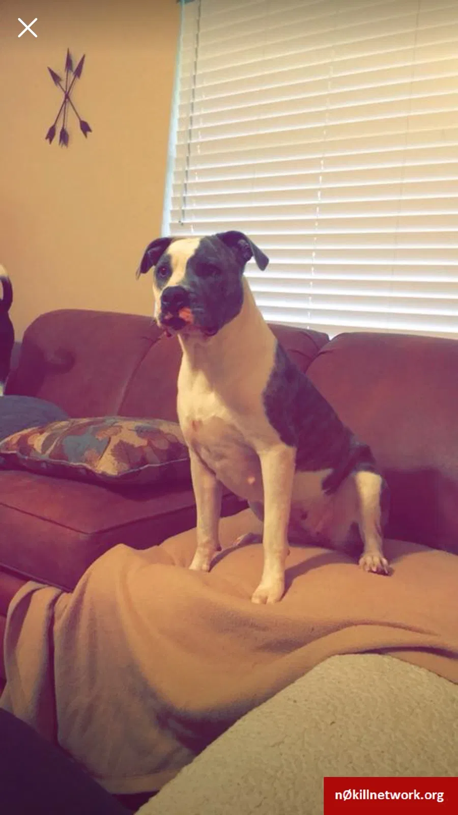 Lost dog in Jacksonville, FL, 32218