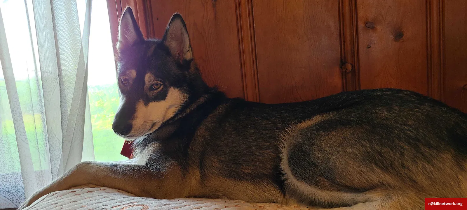 Lost dog in Osceola, AR, 72370