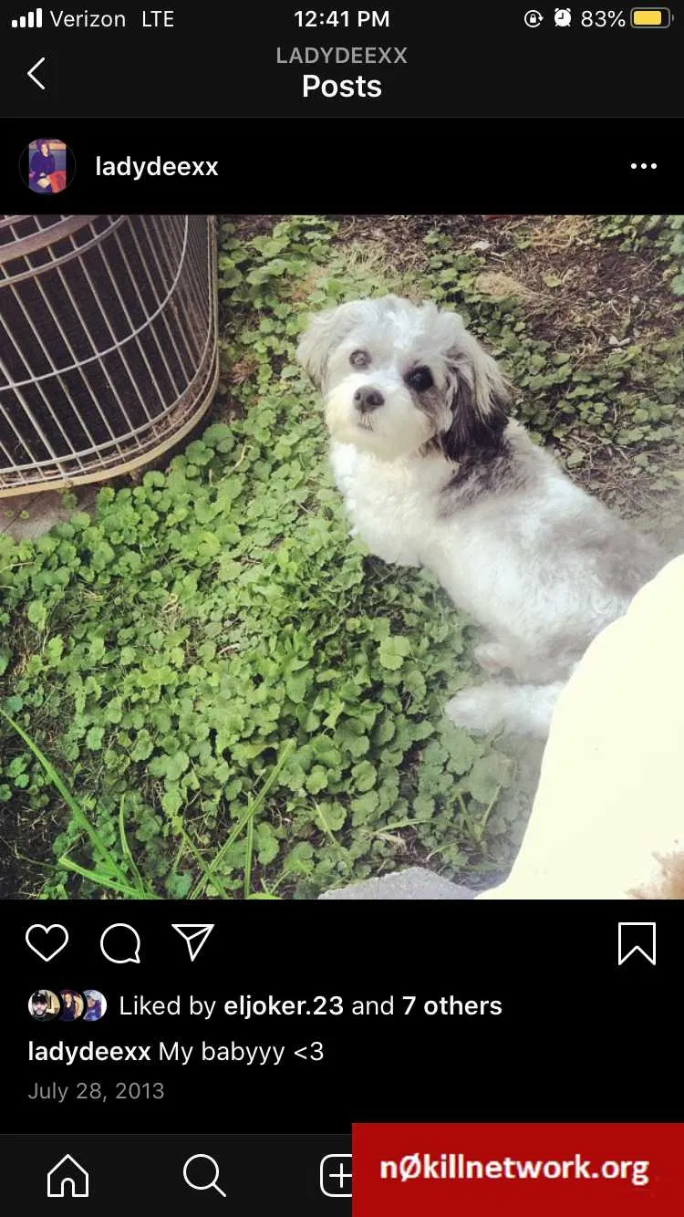 Lost dog in Des Moines, IA, 50310