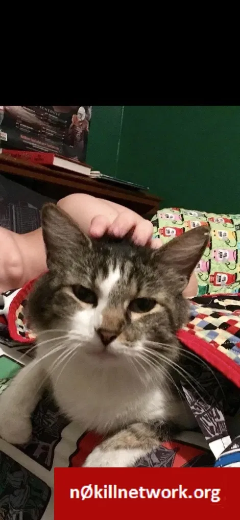 Lost cat in Abilene, TX, 79606