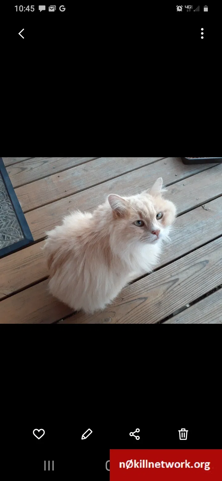 Lost cat in Oxford, NC, 27565