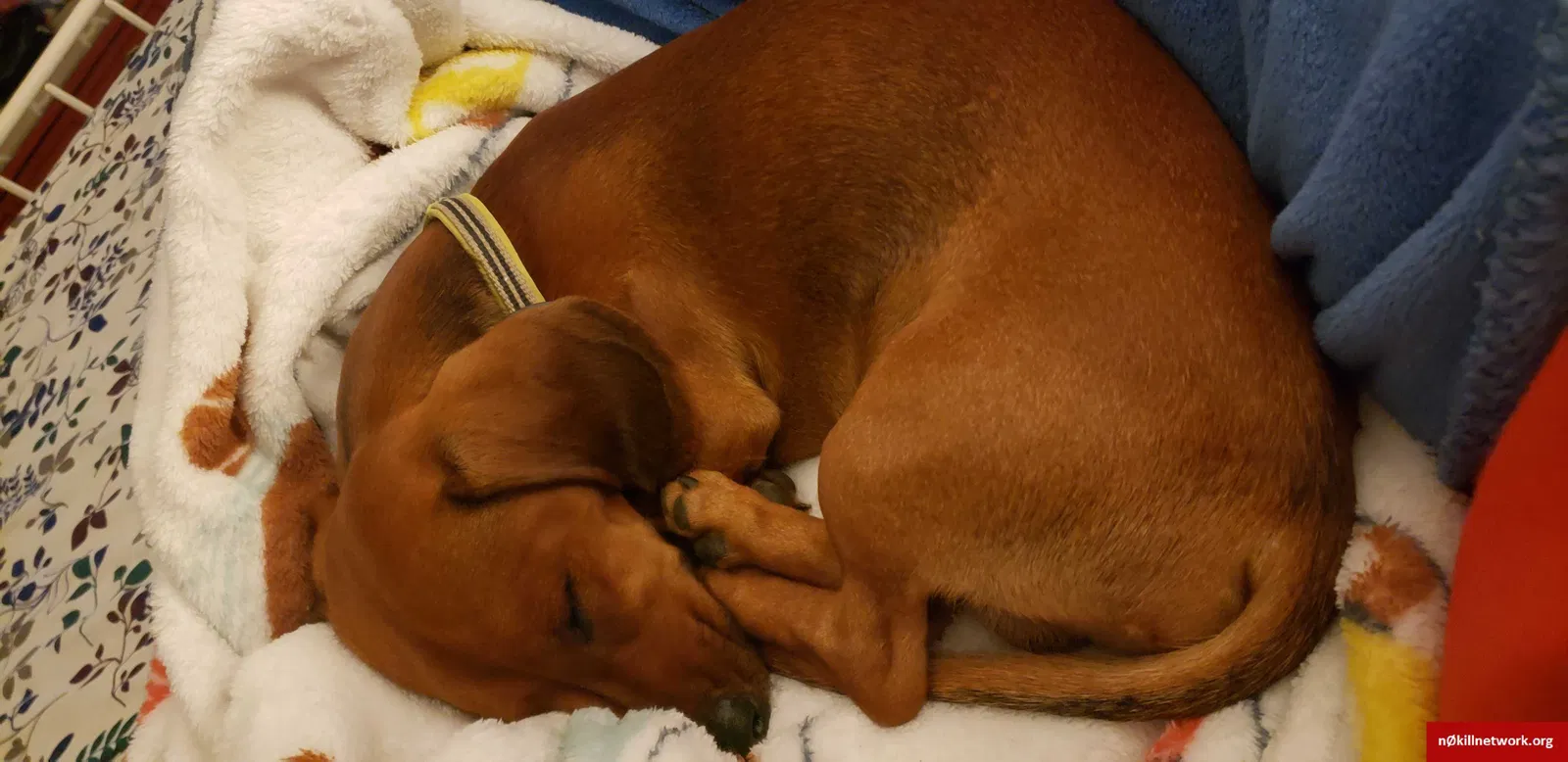 Lost dog in Atlanta, TX, 75551