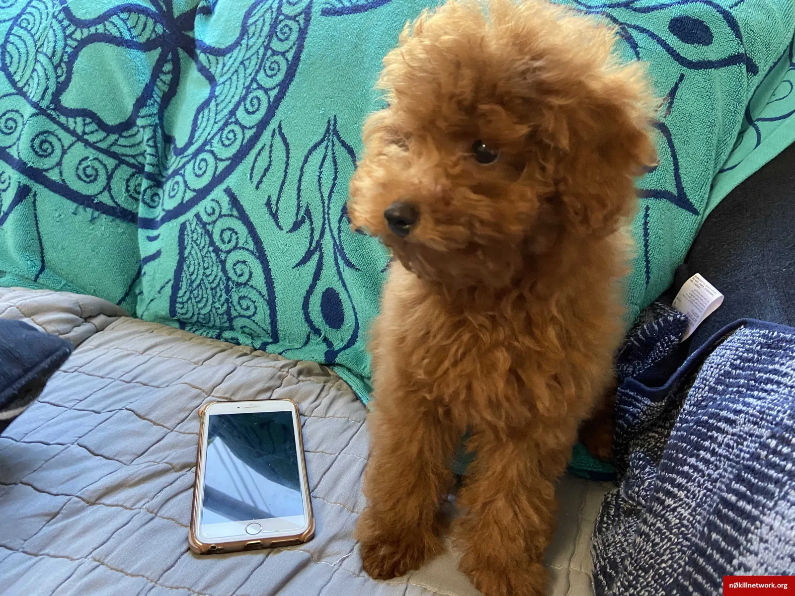 Lost dog in Flushing, NY, 11358