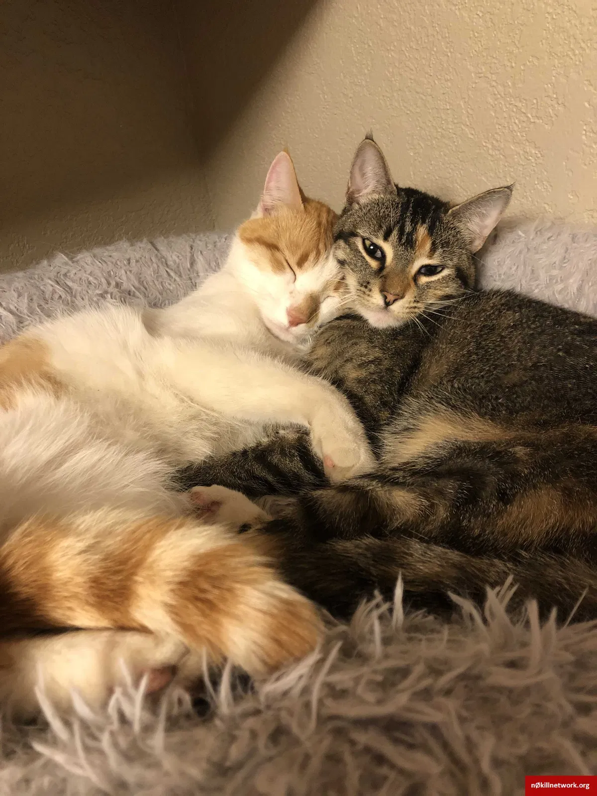 Lost cat in Missoula, MT, 59804