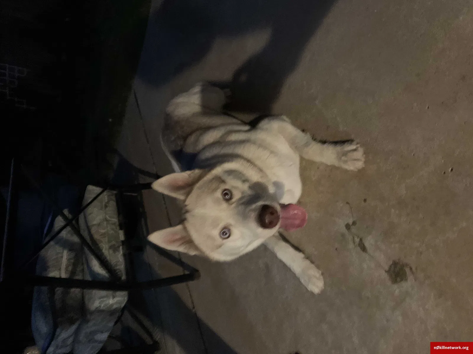Found dog in Lincoln, CA, 95648