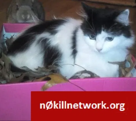 Lost cat in Vinton, VA, 24179