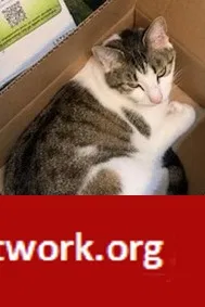 Lost cat in Henrico, VA, 23229