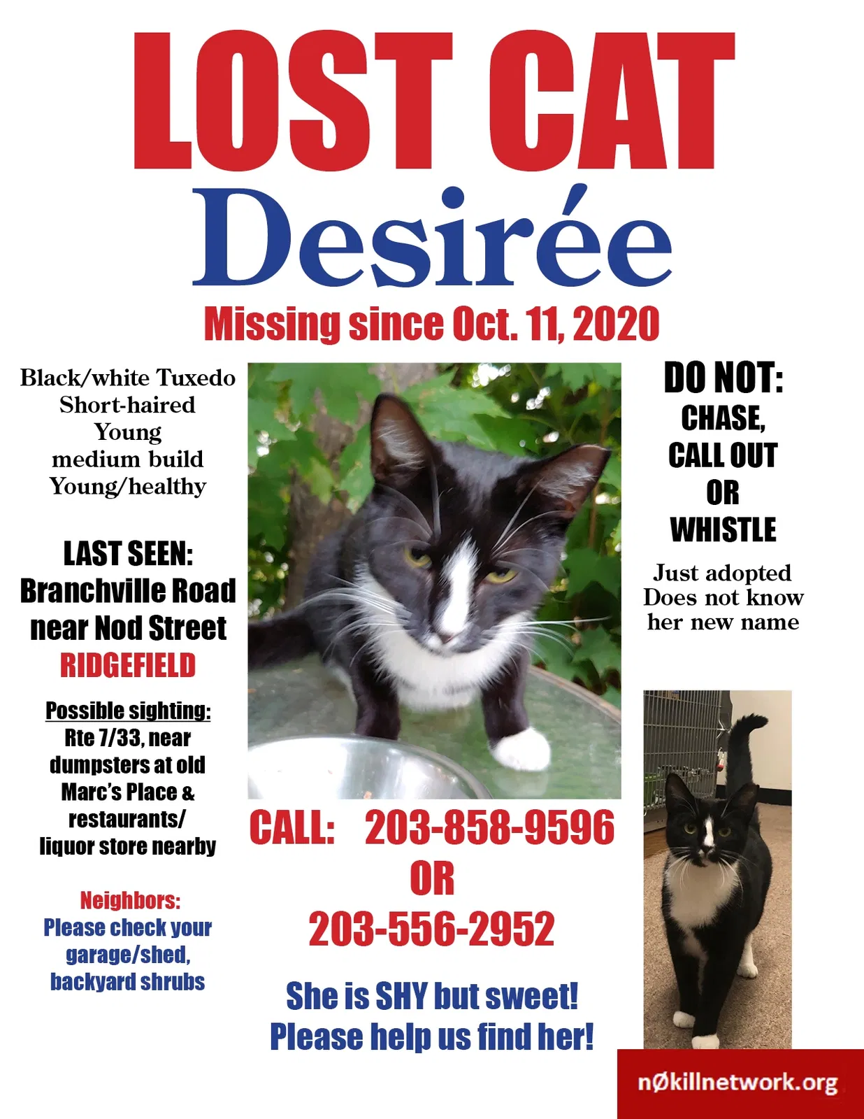 Lost cat in Ridgefield, CT, 6879