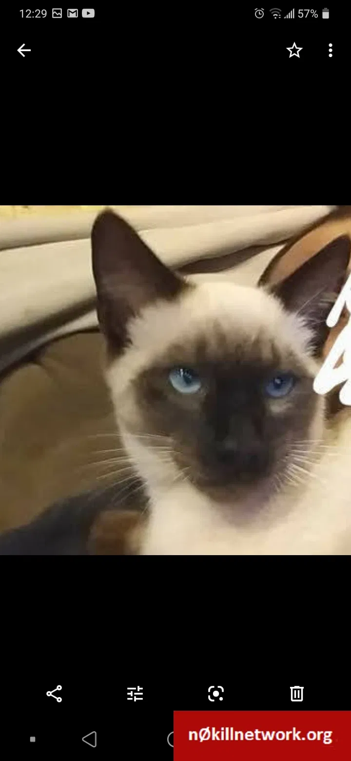 Lost cat in Vancouver, WA, 98663