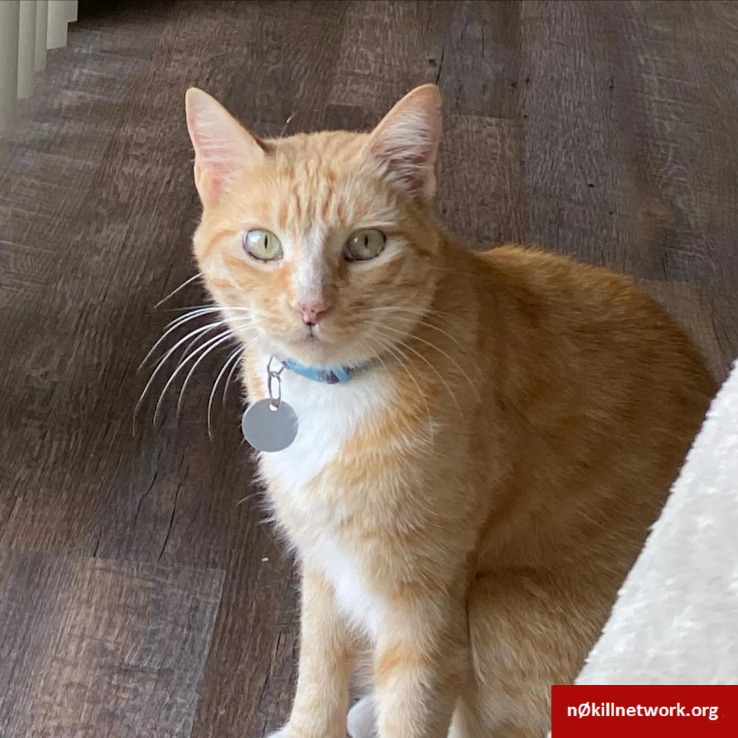 Lost cat in Clovis, CA, 93612