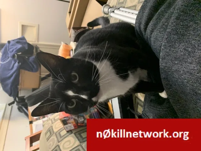 Lost cat in Silver Spring, MD, 20902