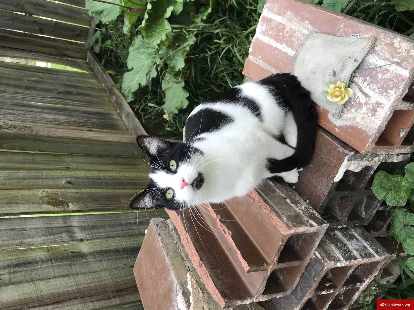 Lost cat in New Glarus, WI, 53574