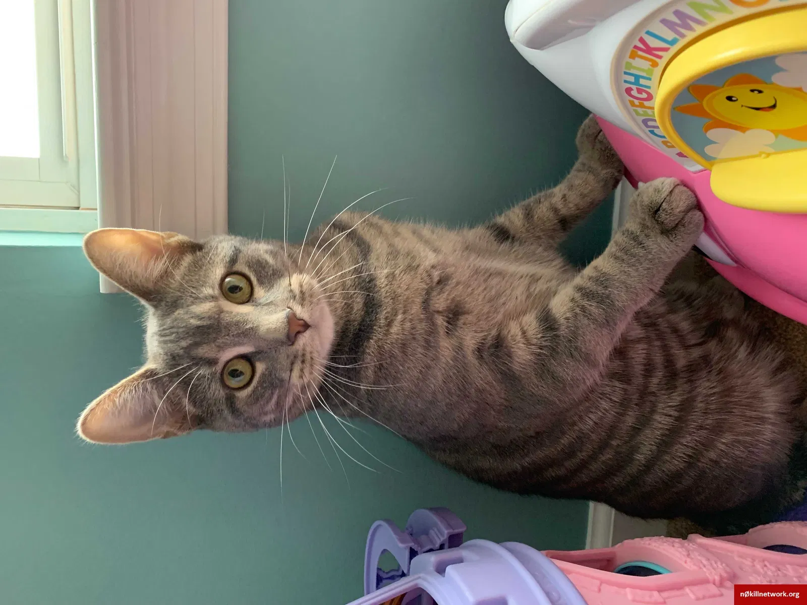 Lost cat in Bethlehem, PA, 18015