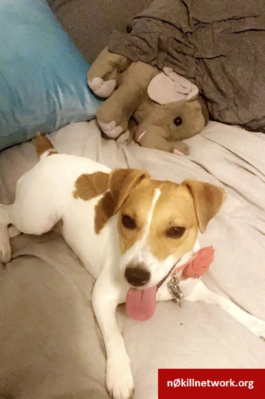 Lost dog in Hutto, TX, 78634