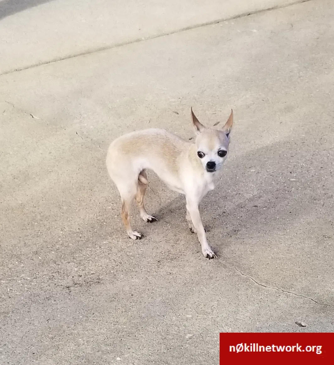 Lost dog in Raeford, NC, 28376