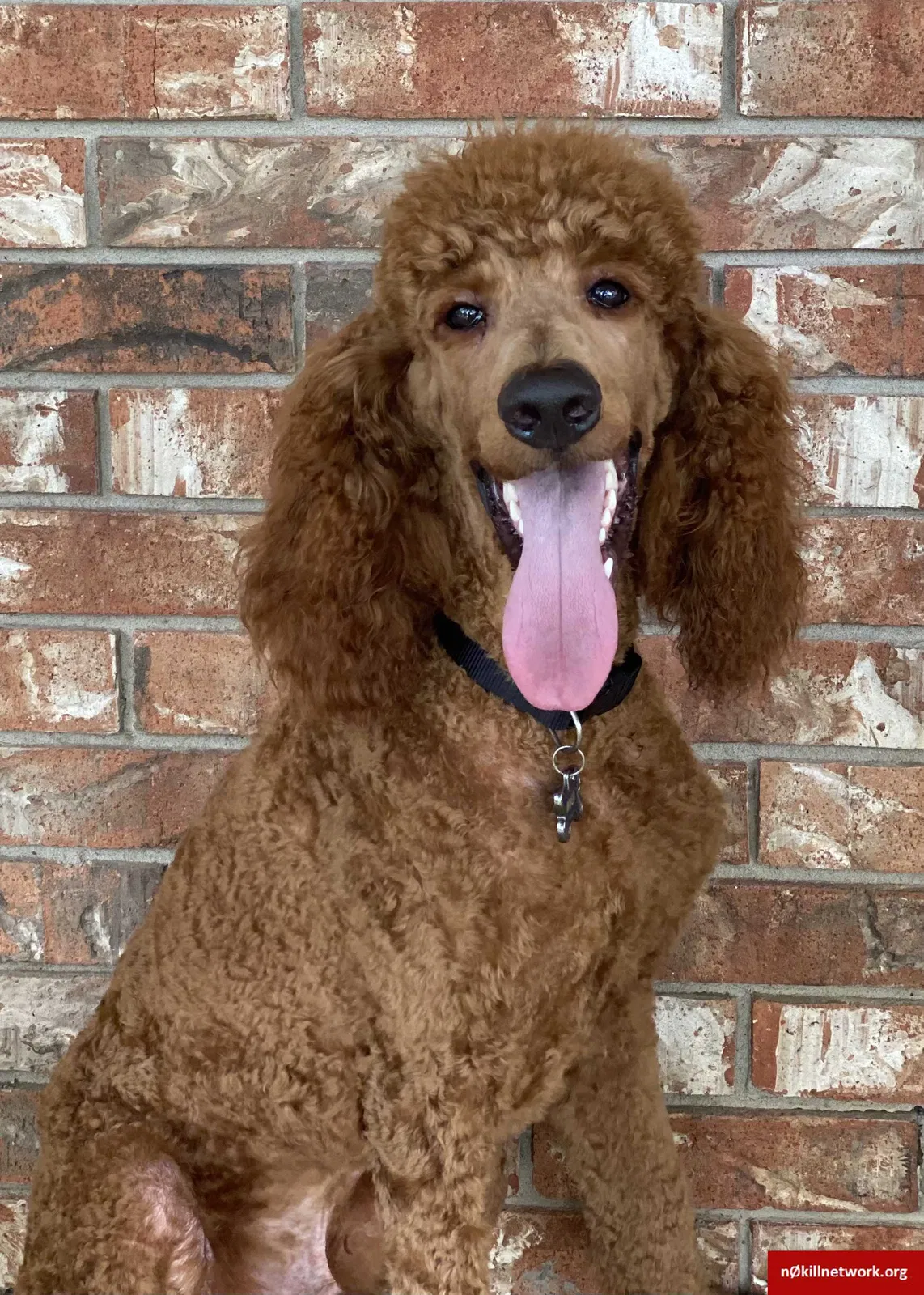 Lost dog in Little Rock, AR, 72204