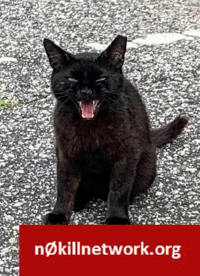Lost cat in Wilmington, NC, 28409